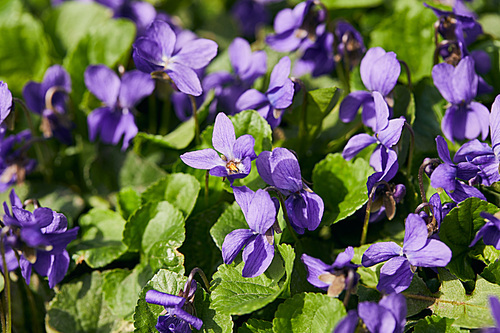 blooming violets with green leaves in sunlight