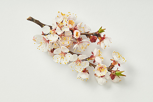 top view of tree branch with blooming spring flowers on white background