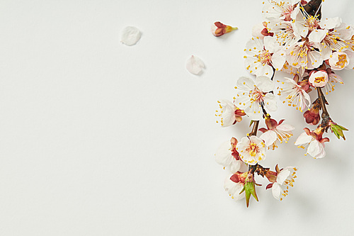 top view of tree branch with blooming spring flowers and white petals on white background