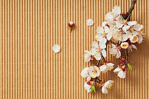 top view of tree branch with blooming spring flowers on textured background