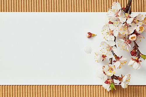 top view of tree branch with blooming spring flowers on white blank card