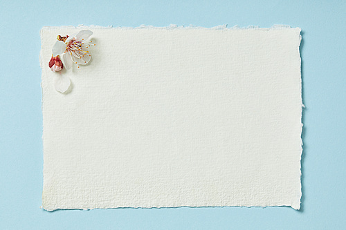 top view of blooming spring flowers on white blank stripped card on blue background