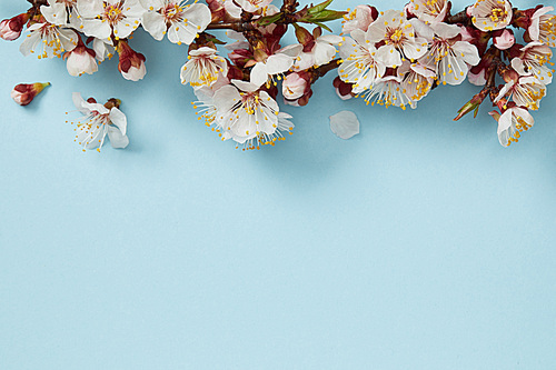 top view of tree branch with blossoming flowers on blue background