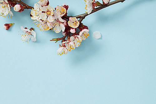 close up of tree branch with blossoming white flowers on light blue background