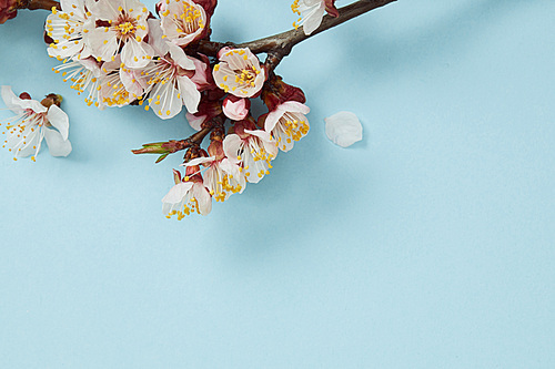 close up of tree branch with blossoming flowers on blue background