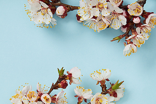 tree branches with blossoming white flowers on blue background with copy space