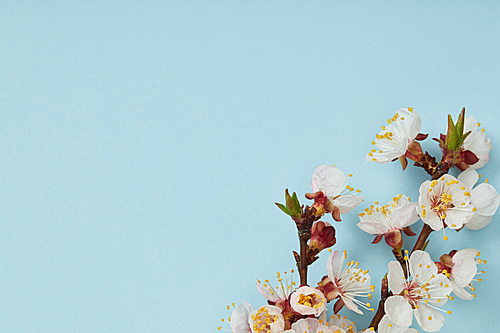 close up of tree branch with blossoming spring white flowers on blue background