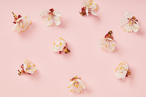 top view of white blooming spring flowers on pink background