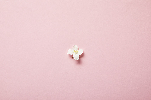 top view of one jasmine flower on pink