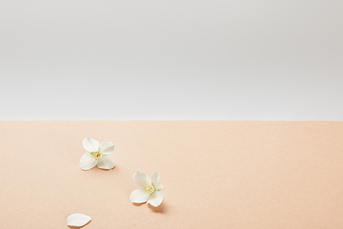 few white jasmine flowers on beige