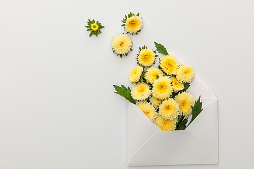 top view of yellow asters in envelope on white background