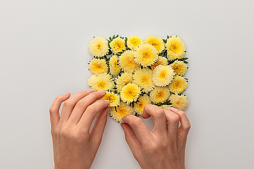 cropped view of woman touching yellow asters on white background