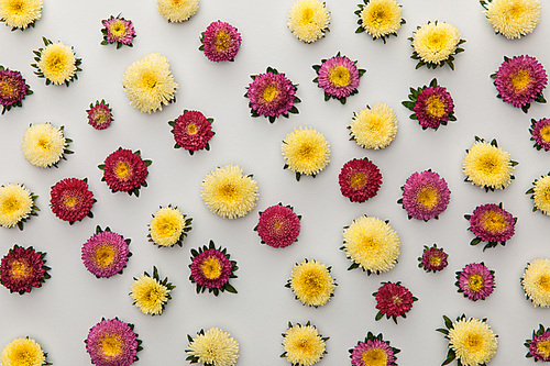top view of yellow and purple asters on white background