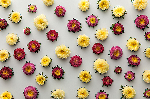 top view of yellow and purple asters on white background