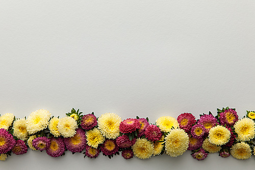 top view of yellow and purple asters on white background with copy space