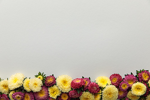 top view of yellow and purple asters on white background with copy space