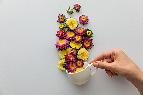 cropped view of woman holding cup with asters on white background
