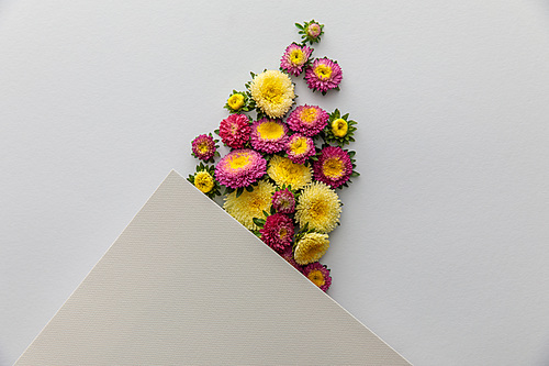 top view of yellow and purple asters and blank paper on white background