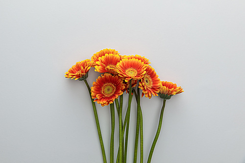 top view of orange gerbera flowers on white background with copy space