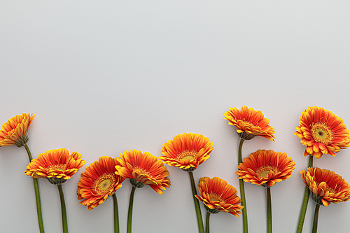 top view of orange gerbera flowers on white background with copy space