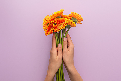 cropped view of woman holding orange gerbera flowers on violet background