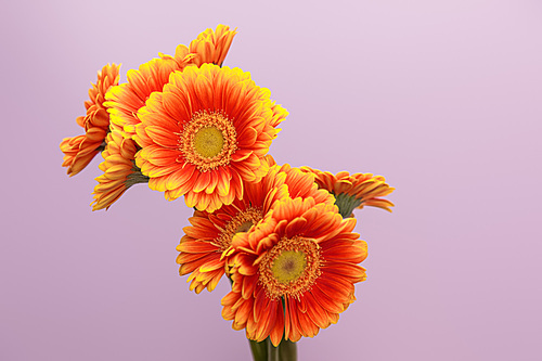 orange gerbera flowers on violet background with copy space