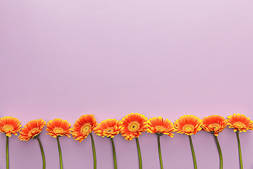 top view of orange gerbera flowers on violet background with copy space