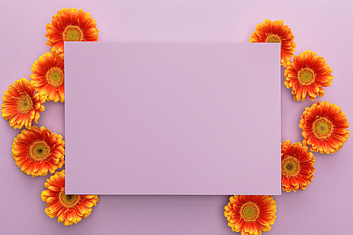 top view of orange gerbera flowers and blank paper on violet background