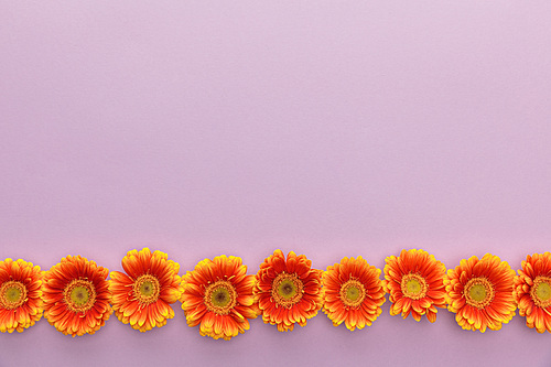 flat lay with orange gerbera flowers on violet background with copy space