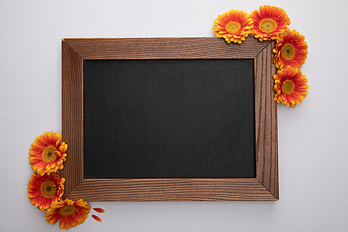 top view of orange gerbera flowers and blank chalkboard on white background