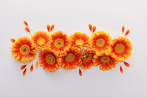 top view of orange gerbera flowers with petals on white background