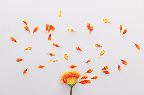 top view of orange gerbera flower with petals on white background