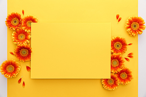 top view of orange gerbera flowers and blank paper on yellow background