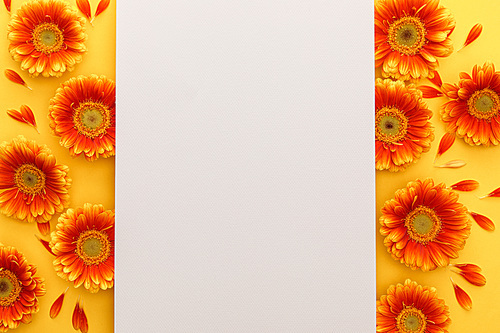 top view of orange gerbera flowers with blank paper on orange background