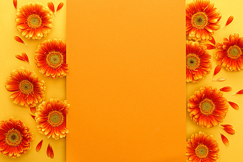 top view of orange gerbera flowers with petals and orange empty card on yellow background