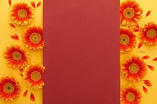 top view of orange gerbera flowers with petals and red empty card on yellow background