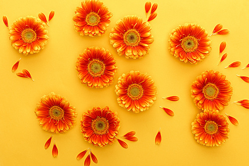 top view of orange gerbera flowers with petals on yellow background
