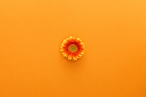 top view of gerbera flower on orange background