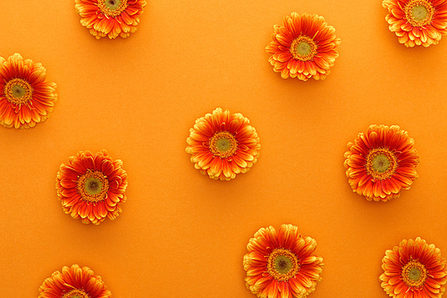 top view of gerbera flowers on orange background