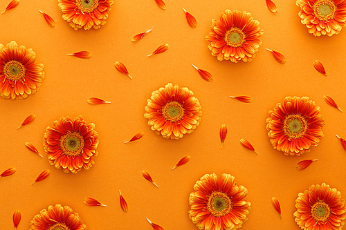 top view of gerbera flowers with petals on orange background