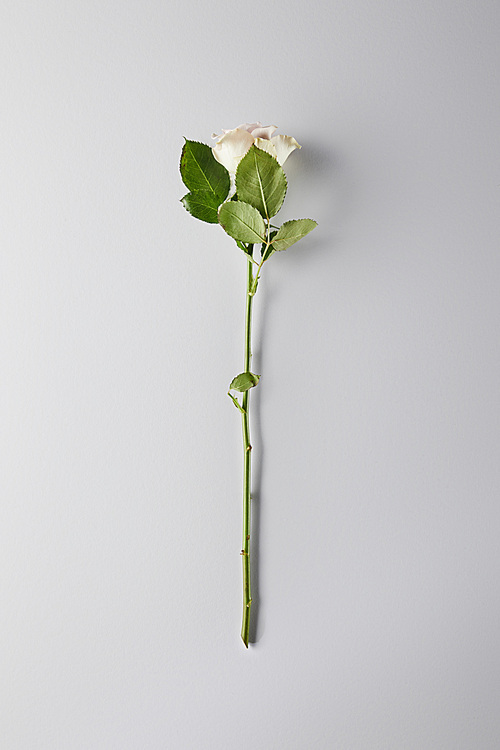 top view of white rose on white background