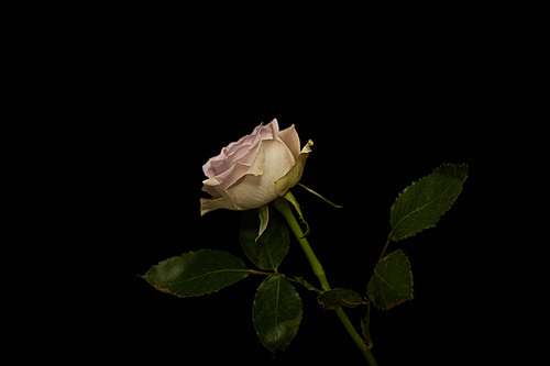 Rose with green leaves isolated on black