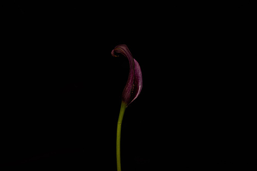 Purple calla flower on stem isolated on black