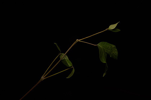 Green leaves of plant isolated on black