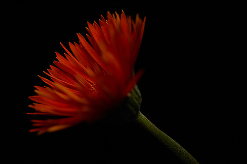 Close up view of orange gerbera flower isolated on black