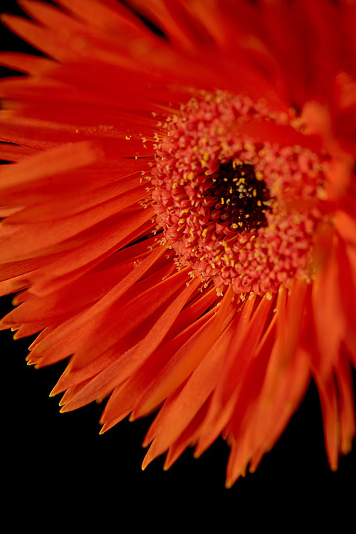 Close up view of gerbera with orange petals isolated on black