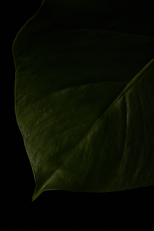 Close up view of green leaf of plant isolated on black