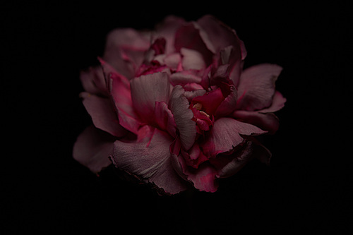 Close up view of pink petals of clove flower isolated on black