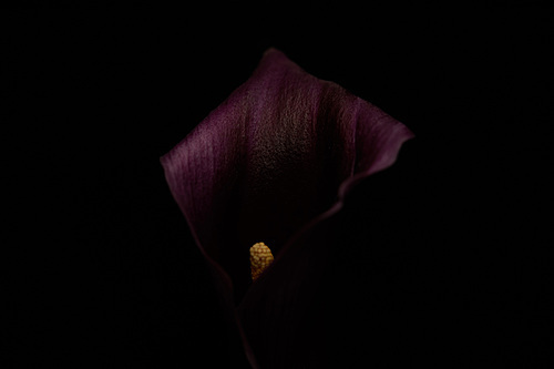 Close up view of purple calla flower isolated on black