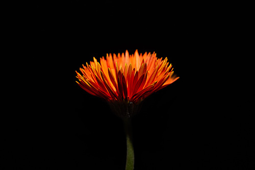 Close up view of orange flower of gerbera isolated on black